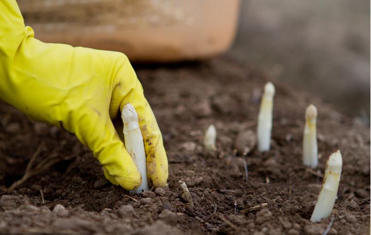 芦笋种植技术芦笋价格如何,芦笋种植前景市场价格