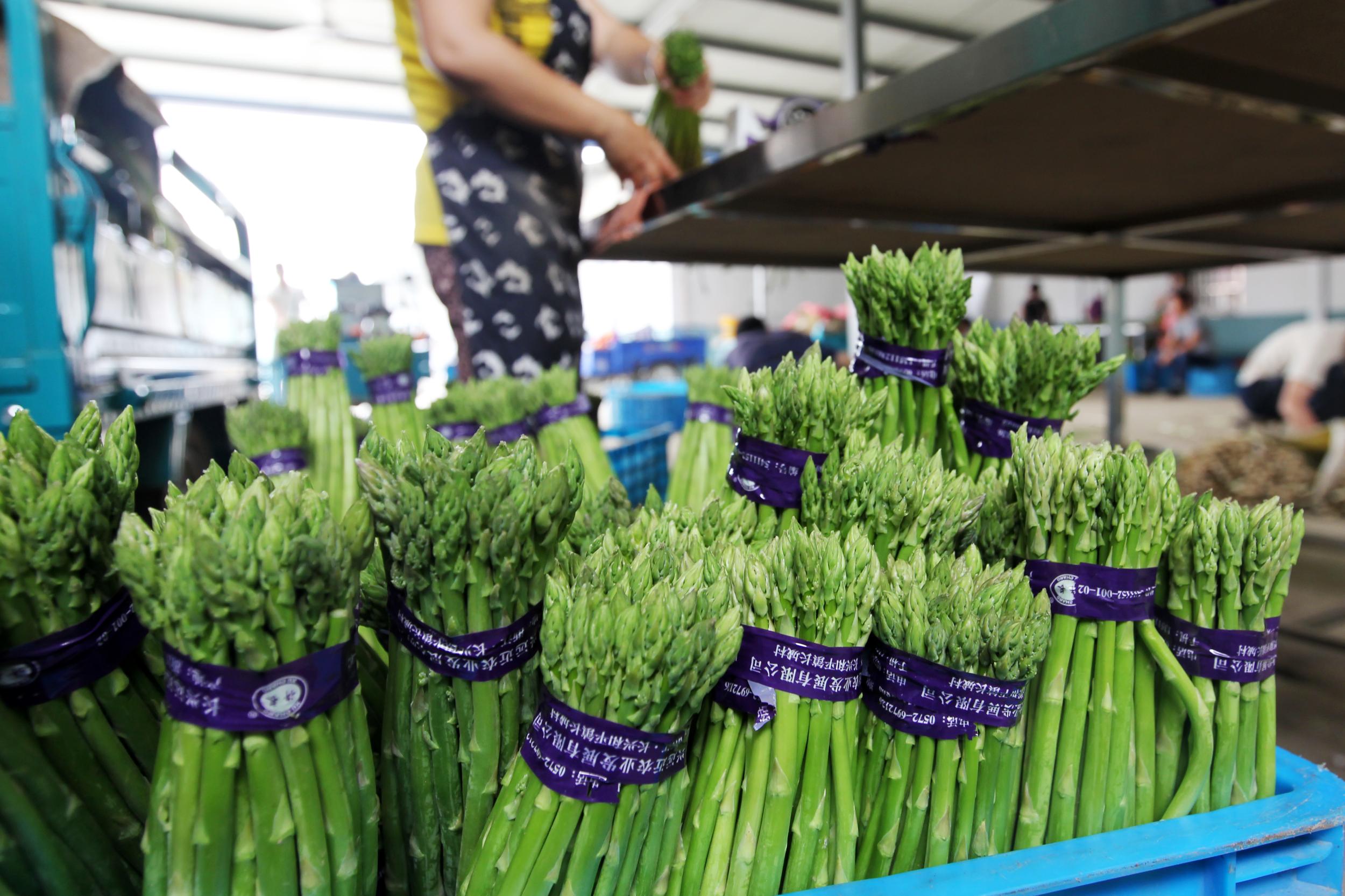 芦笋种植技术芦笋价格如何,芦笋种植前景市场价格