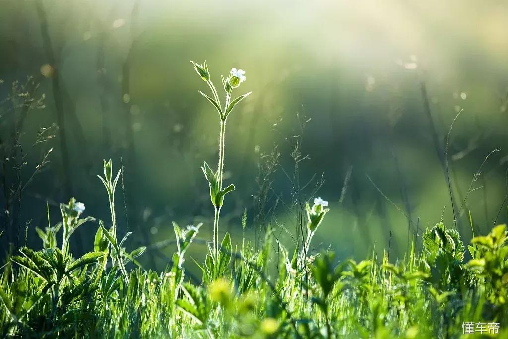 *光春**一泻千里,让你尽展笑颜