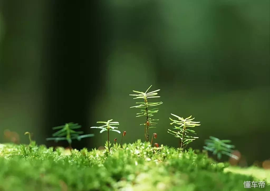 *光春**一泻千里,让你尽展笑颜