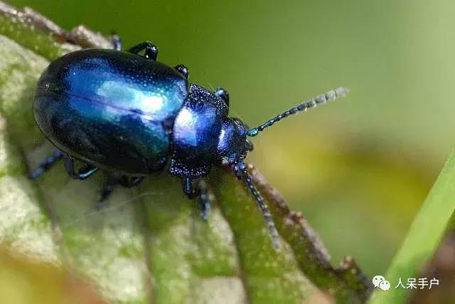 苍蝇的奇葩动作,奇葩宠物苍蝇