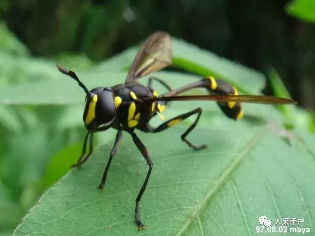 苍蝇的奇葩动作,奇葩宠物苍蝇