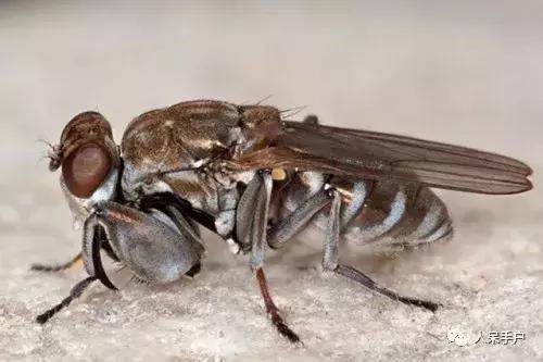 苍蝇的奇葩动作,奇葩宠物苍蝇