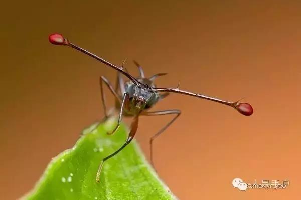 苍蝇的奇葩动作,奇葩宠物苍蝇