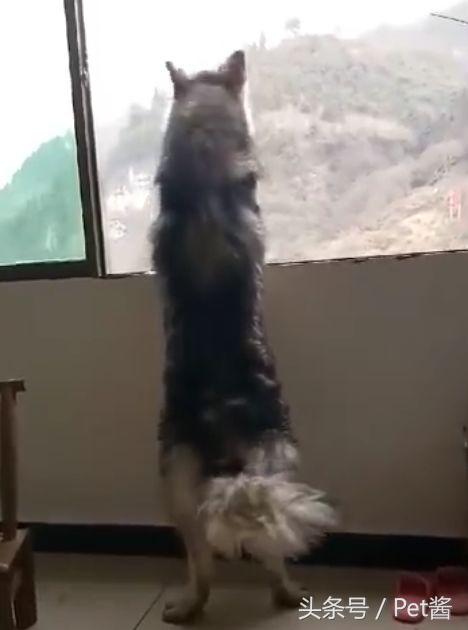 哈士奇对主人发出低吼,哈士奇整天嗷嗷叫