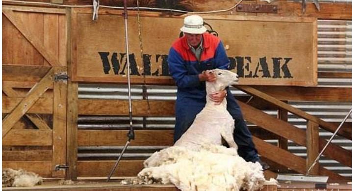 揭秘薅羊毛*党**，薅羊毛一个月能赚多少钱？