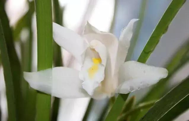 为什么兰花那么值钱呢,兰花花苞如何辨别是否值钱