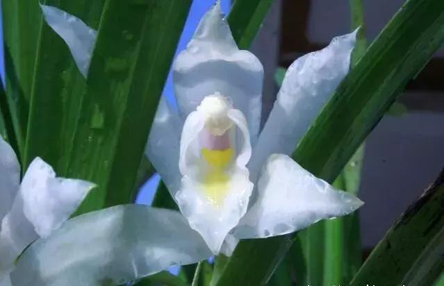 为什么兰花那么值钱呢,兰花花苞如何辨别是否值钱