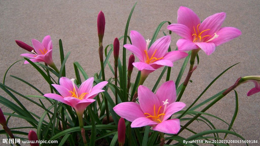 为什么兰花那么值钱呢,兰花花苞如何辨别是否值钱