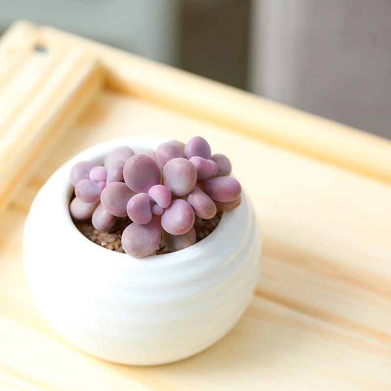 桃蛋的种植方法和养护方法是什么,桃蛋怎么种才能爆新芽