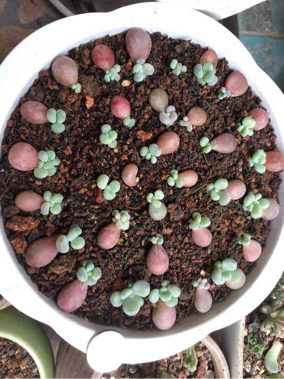 桃蛋的种植方法和养护方法是什么,桃蛋怎么种才能爆新芽