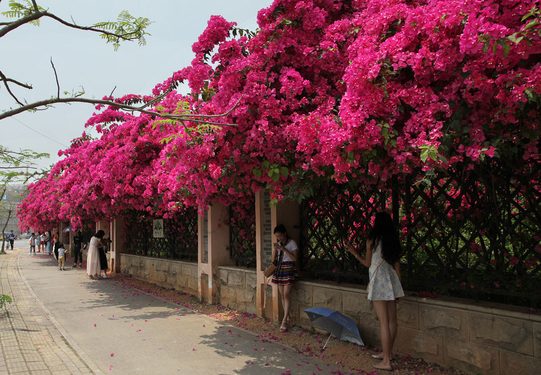 三角梅生蚜虫有什么小妙招,三角梅的蚜虫怎么防治效果好呢