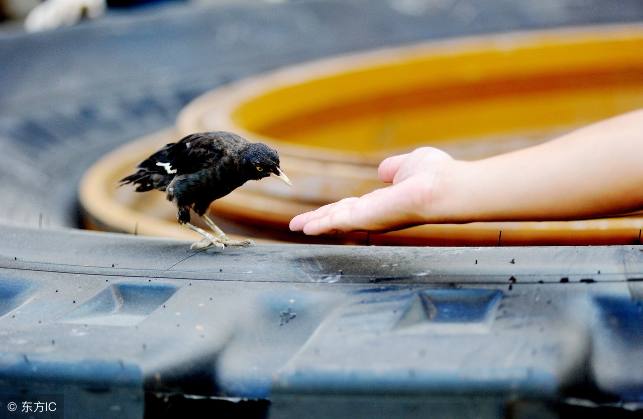 八哥幼鸟最好的饲养方法,八哥幼鸟饲养注意事项
