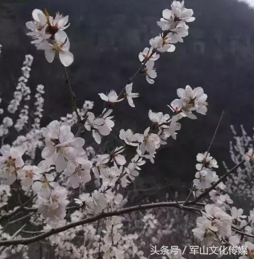 运城大梯子崖的桃花几月去最好,河津黄河大梯子崖景区天气预报