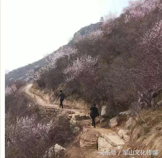 运城大梯子崖的桃花几月去最好,河津黄河大梯子崖景区天气预报