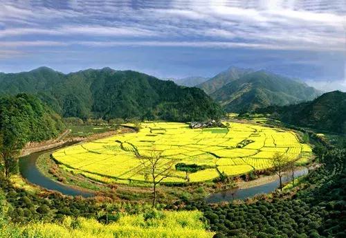 油菜花旅游黄山,黄山油菜花哪里看