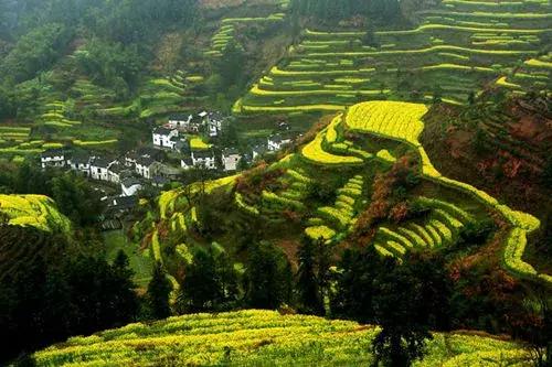 油菜花旅游黄山,黄山油菜花哪里看