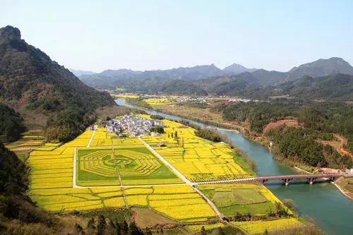 油菜花旅游黄山,黄山油菜花哪里看