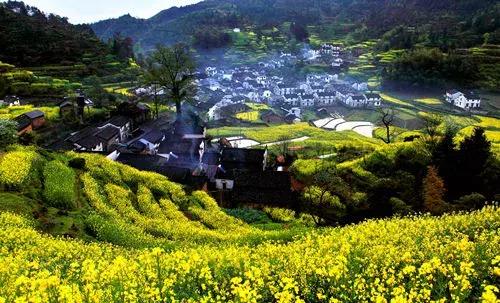 油菜花旅游黄山,黄山油菜花哪里看
