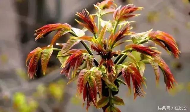 西安长安挖野菜最好的地方,长安哪里挖野菜好吃