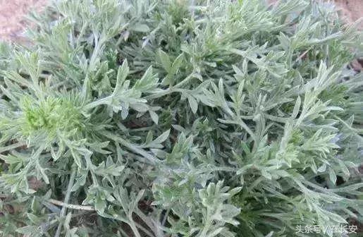 西安长安挖野菜最好的地方,长安哪里挖野菜好吃