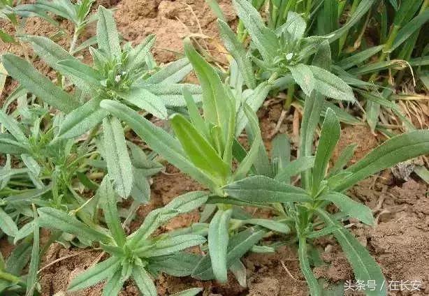 西安长安挖野菜最好的地方,长安哪里挖野菜好吃