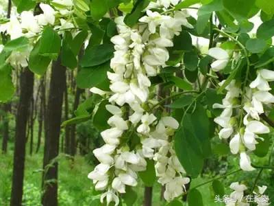 西安长安挖野菜最好的地方,长安哪里挖野菜好吃