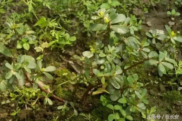 西安长安挖野菜最好的地方,长安哪里挖野菜好吃