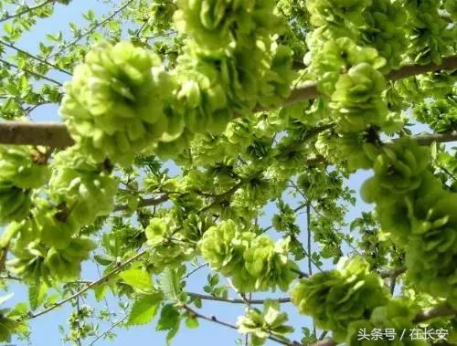 西安长安挖野菜最好的地方,长安哪里挖野菜好吃