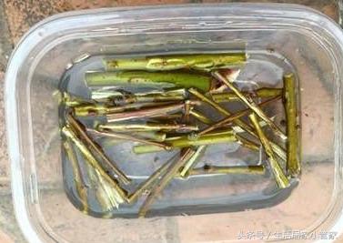 养花人必须学会的这一招扦插方法,扦插养根的三大绝招