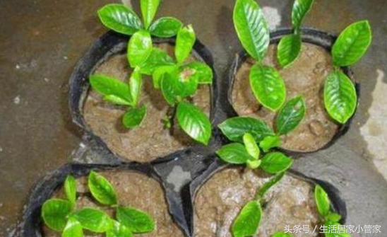 养花人必须学会的这一招扦插方法,扦插养根的三大绝招