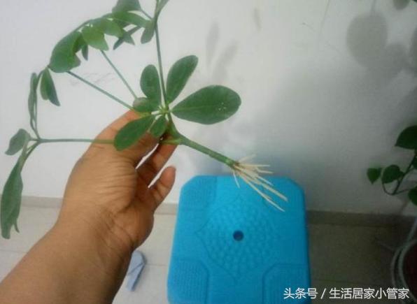 养花人必须学会的这一招扦插方法,扦插养根的三大绝招