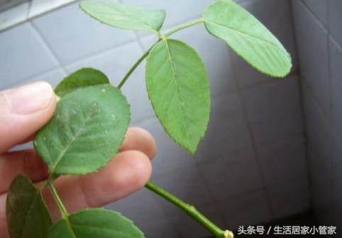 养花人必须学会的这一招扦插方法,扦插养根的三大绝招