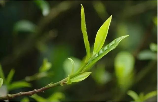 老寨村的故事,老寨冰岛地址