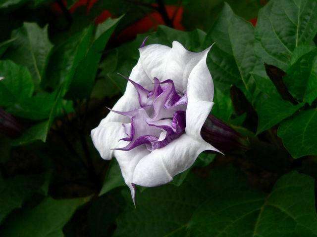 麻沸散的传说故事,麻沸散民间故事