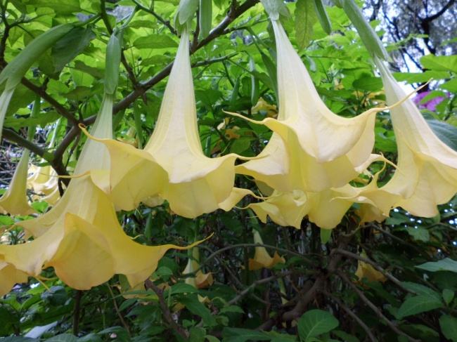 麻沸散的传说故事,麻沸散民间故事