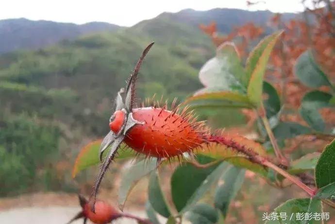 每日一学草药03白花蛇舌草,每日一学草药淫羊藿