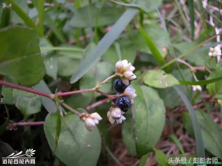 每日一学草药03白花蛇舌草,每日一学草药淫羊藿