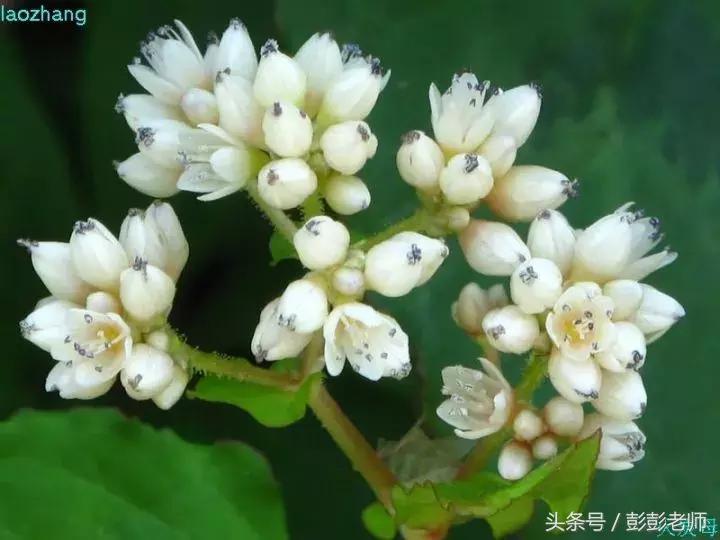 每日一学草药03白花蛇舌草,每日一学草药淫羊藿