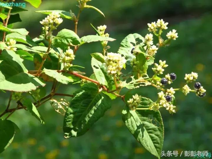 每日一学草药03白花蛇舌草,每日一学草药淫羊藿