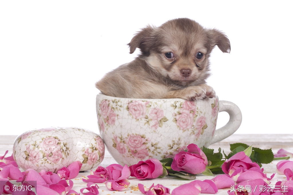 哪些茶杯犬好养又便宜,茶杯犬好养吗茶杯犬的寿命多长