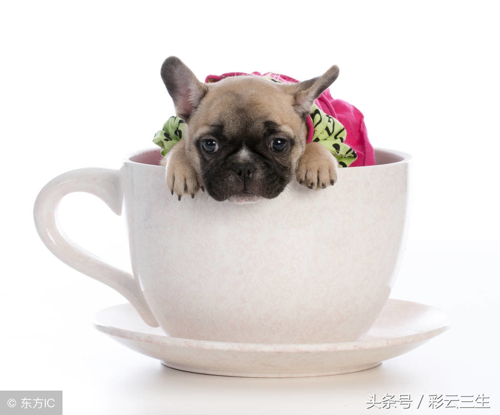 哪些茶杯犬好养又便宜,茶杯犬好养吗茶杯犬的寿命多长