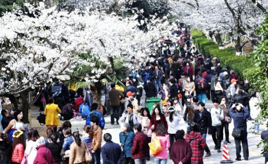 属于中国的世界樱花之都，1万多株樱花藏在这里，完全不比日本差