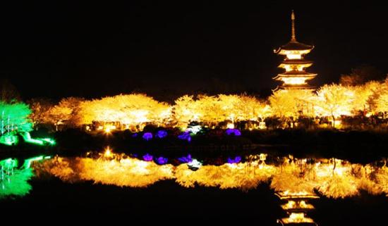 属于中国的世界樱花之都，1万多株樱花藏在这里，完全不比日本差