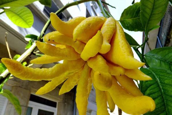 佛手室内熏香,佛手熏香怎么用