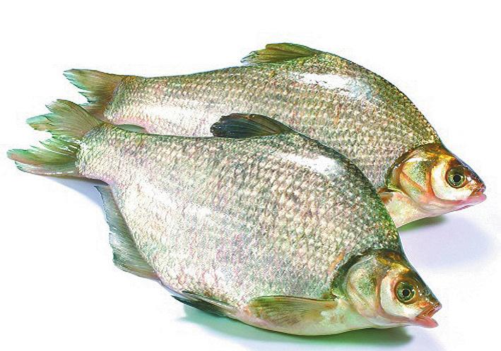 东北黑龙江最著名的河鱼,黑龙江野生鱼