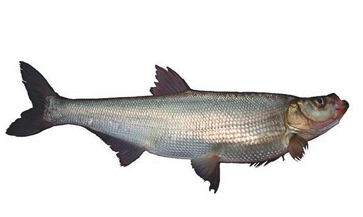 东北黑龙江最著名的河鱼,黑龙江野生鱼
