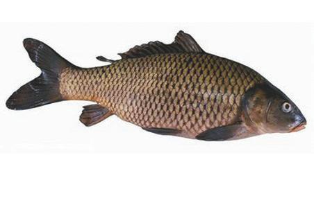 东北黑龙江最著名的河鱼,黑龙江野生鱼