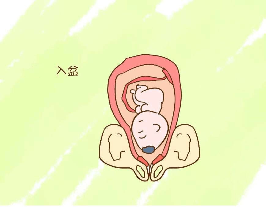 五分钟快速读懂“入盆”,准备卸货的孕妈看这里!