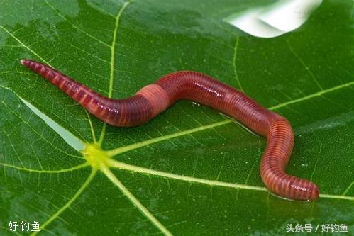假蚯蚓钓鱼的正确方法,钓鱼挂蚯蚓正确方法